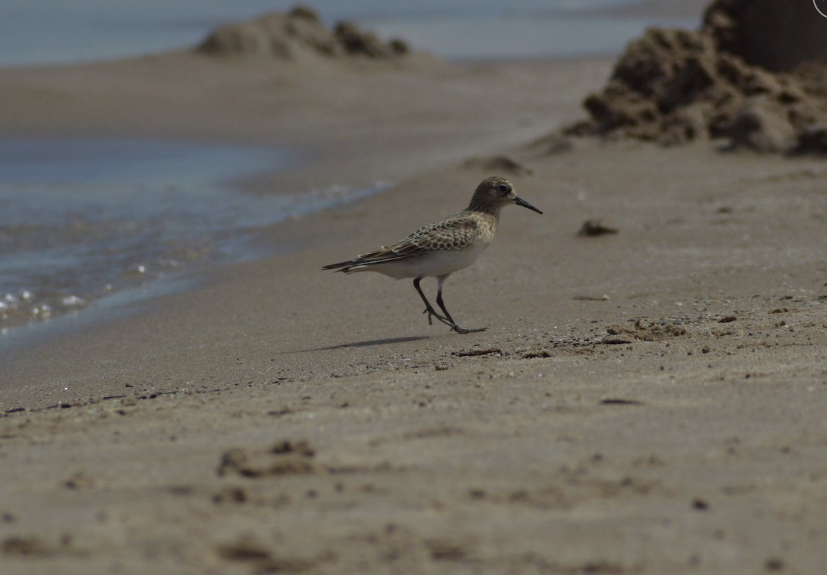 Least Sandpiper - ML516153661