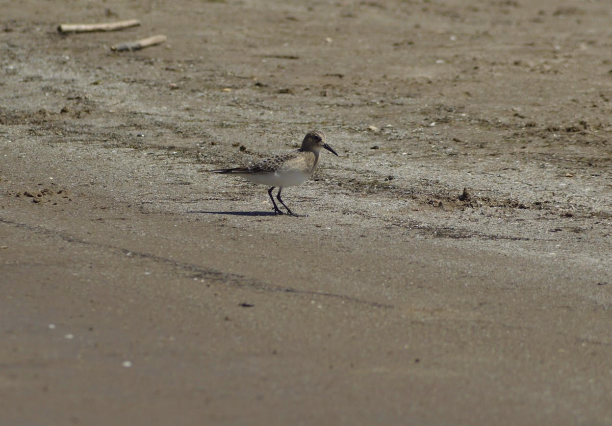 Least Sandpiper - ML516153701