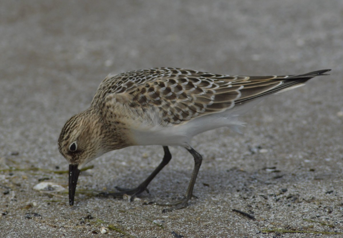 Least Sandpiper - ML516153711