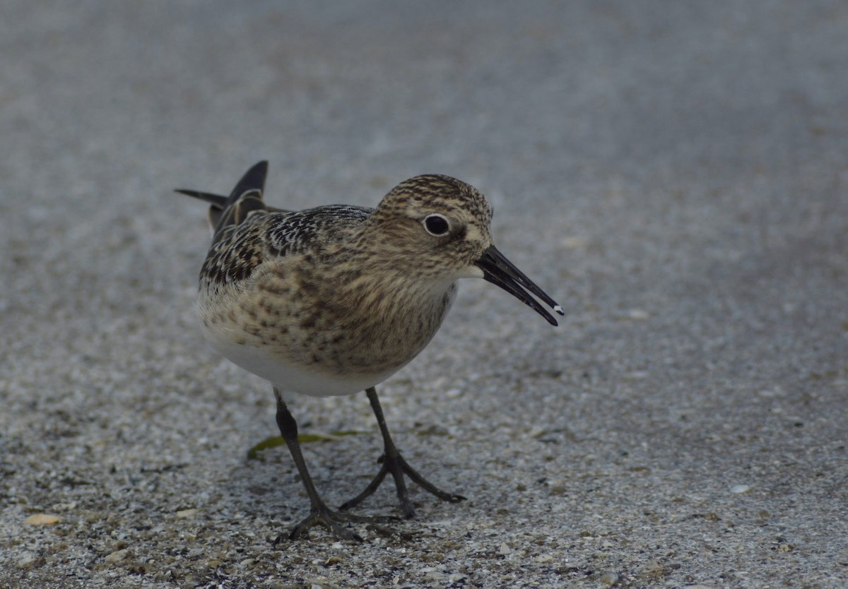 Least Sandpiper - ML516153721