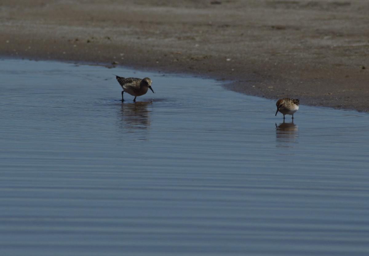 Semipalmated Sandpiper - ML516153741