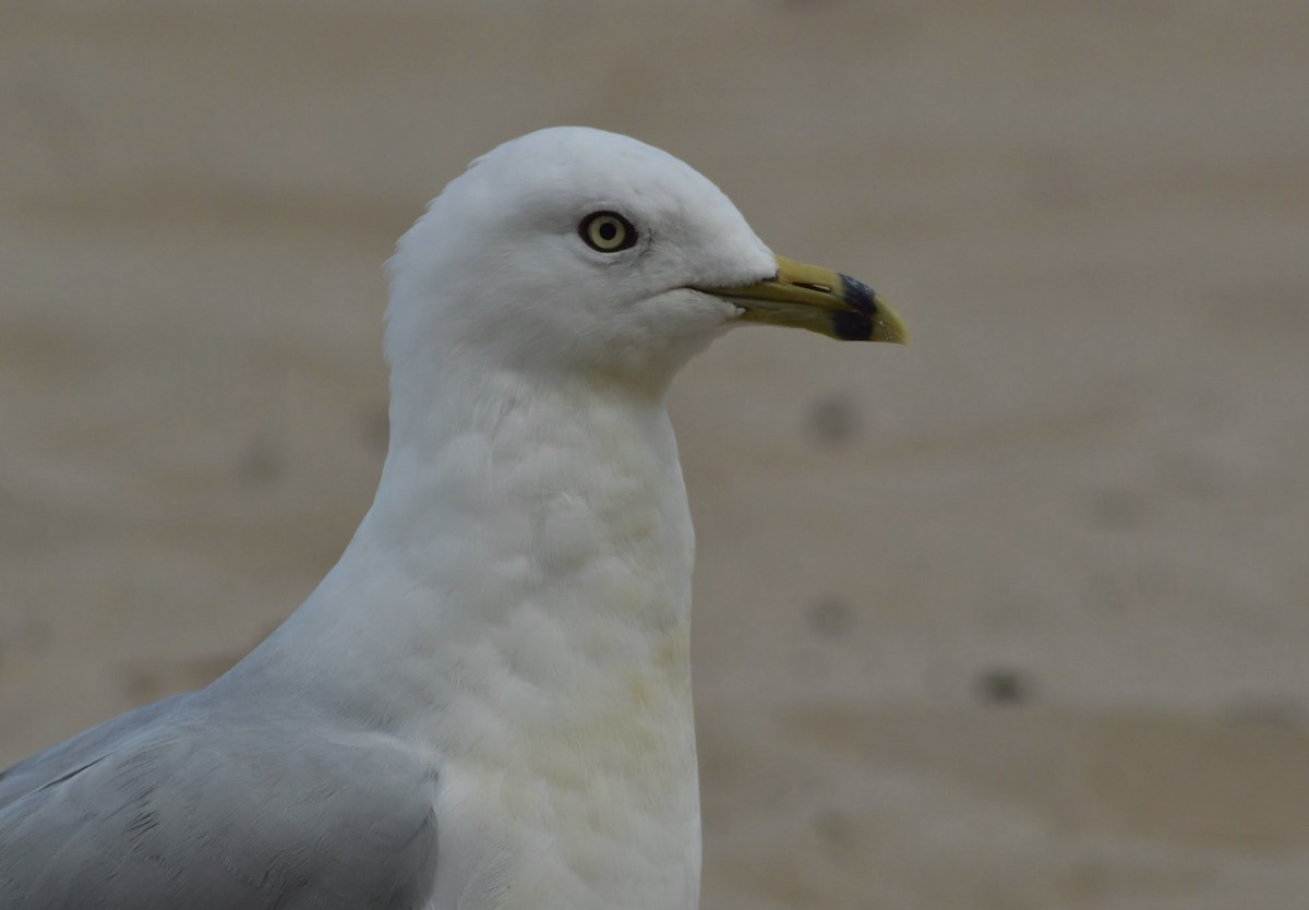 Ring-billed Gull - ML516153841