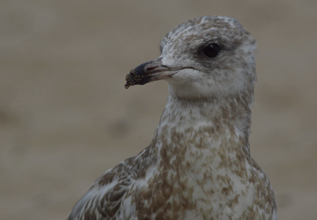 Ring-billed Gull - ML516153851
