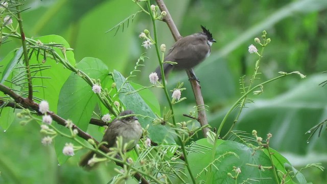 Бюльбюль таїландський - ML516154191