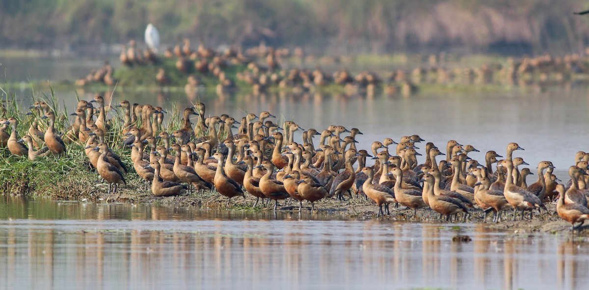 Lesser Whistling-Duck - ML516154671