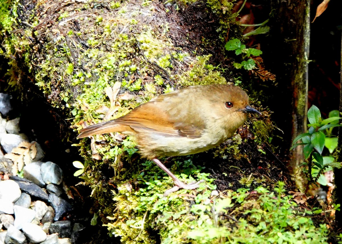 Papuan Scrubwren - ML516154891