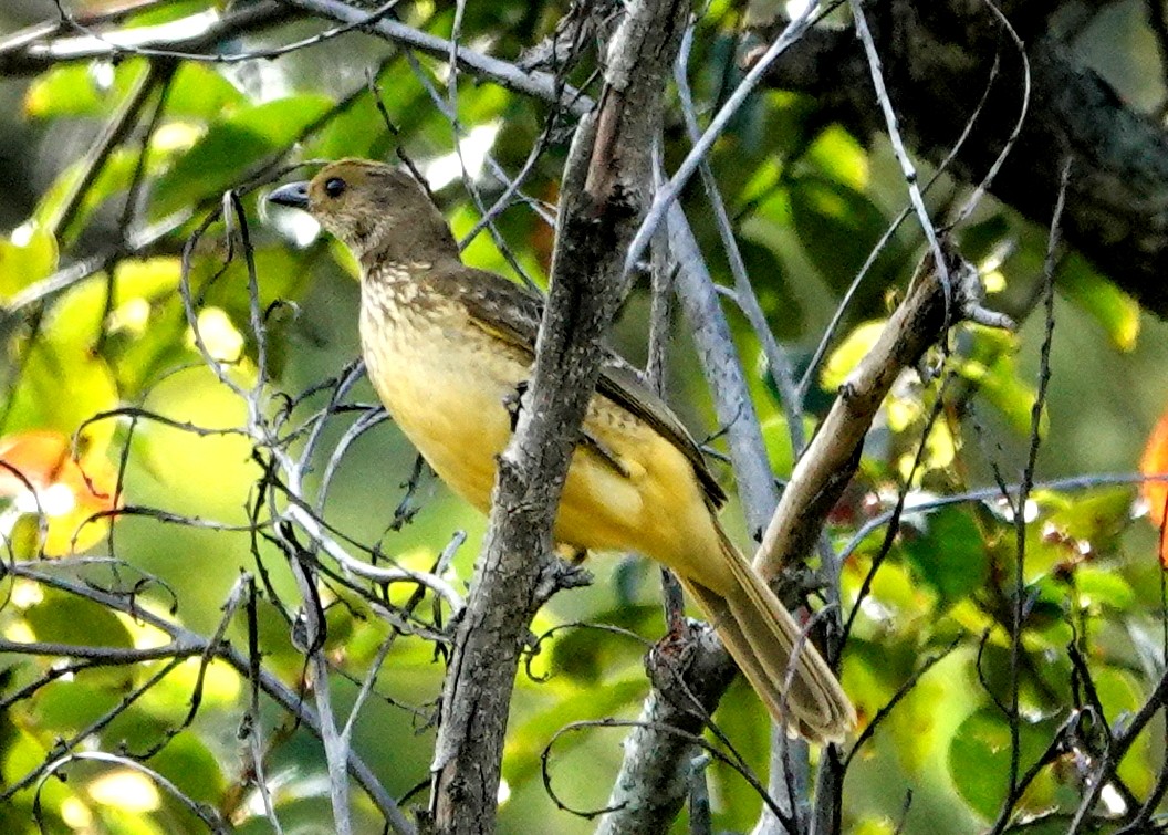 Yellow-breasted Bowerbird - ML516155641