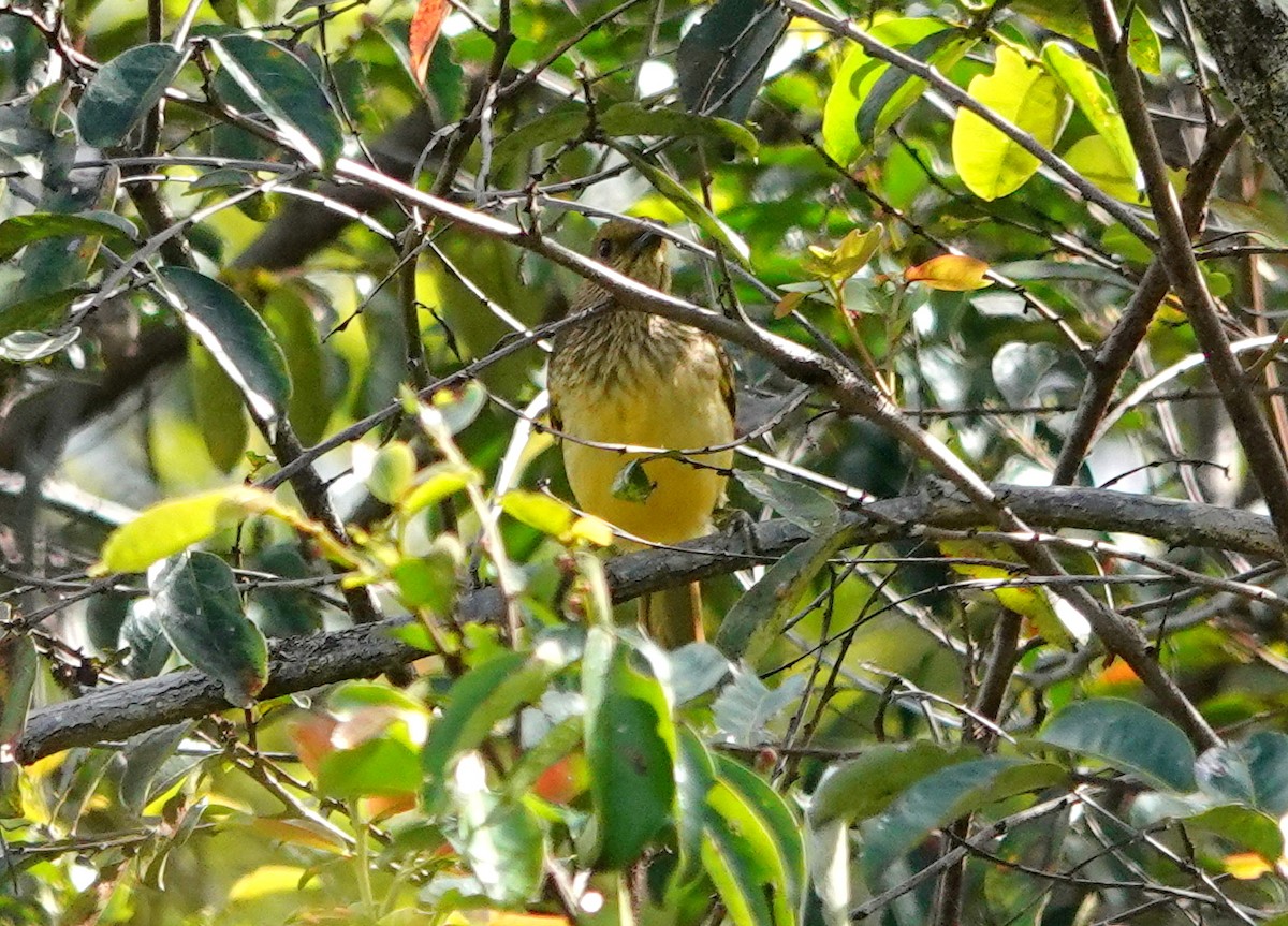 Yellow-breasted Bowerbird - ML516155651