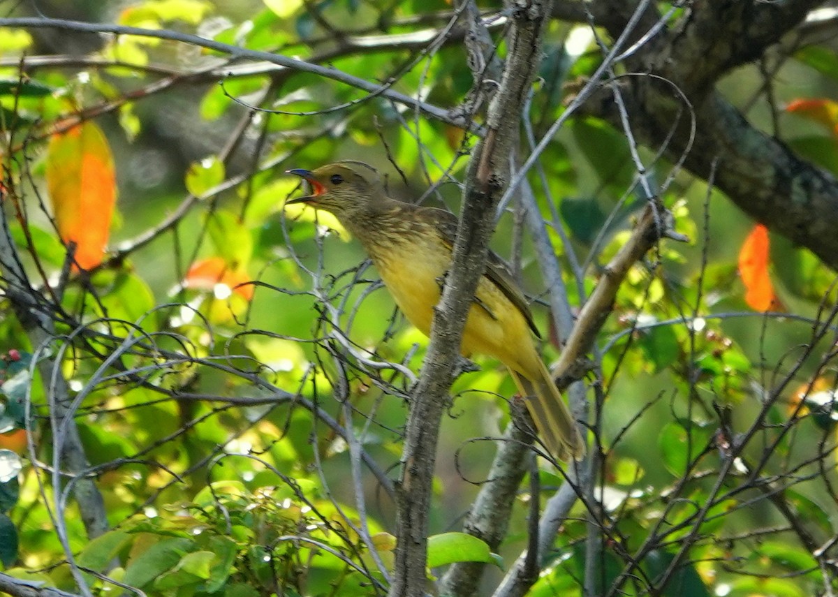 Yellow-breasted Bowerbird - ML516155661