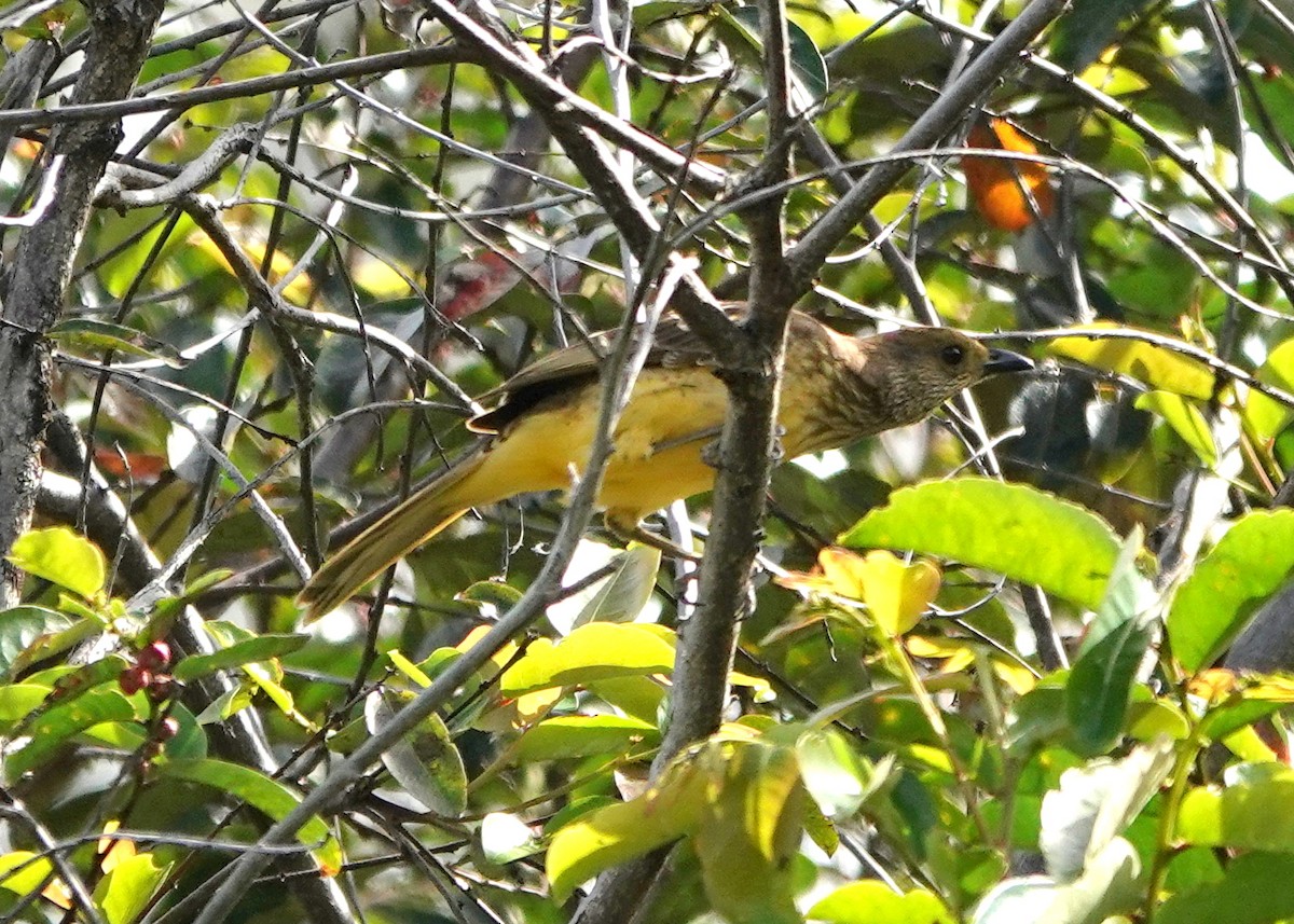 Yellow-breasted Bowerbird - ML516155671