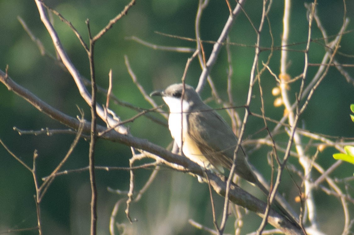 Dark-billed Cuckoo - ML516157561