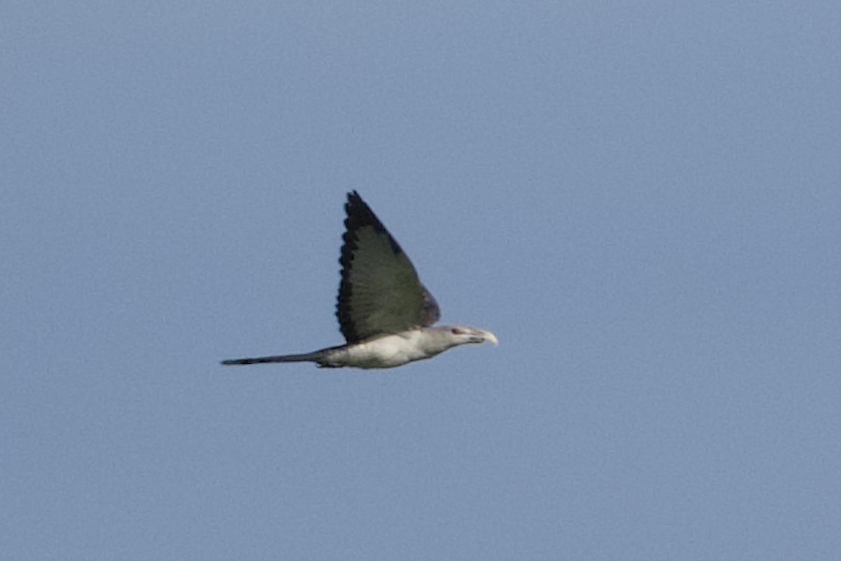 fikengjøk - ML516158351