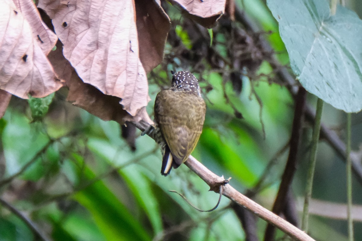 Lafresnaye's Piculet - ML516158401