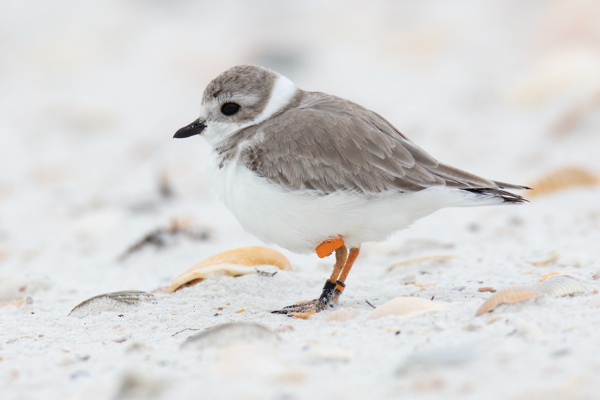 Piping Plover - John Lindsey