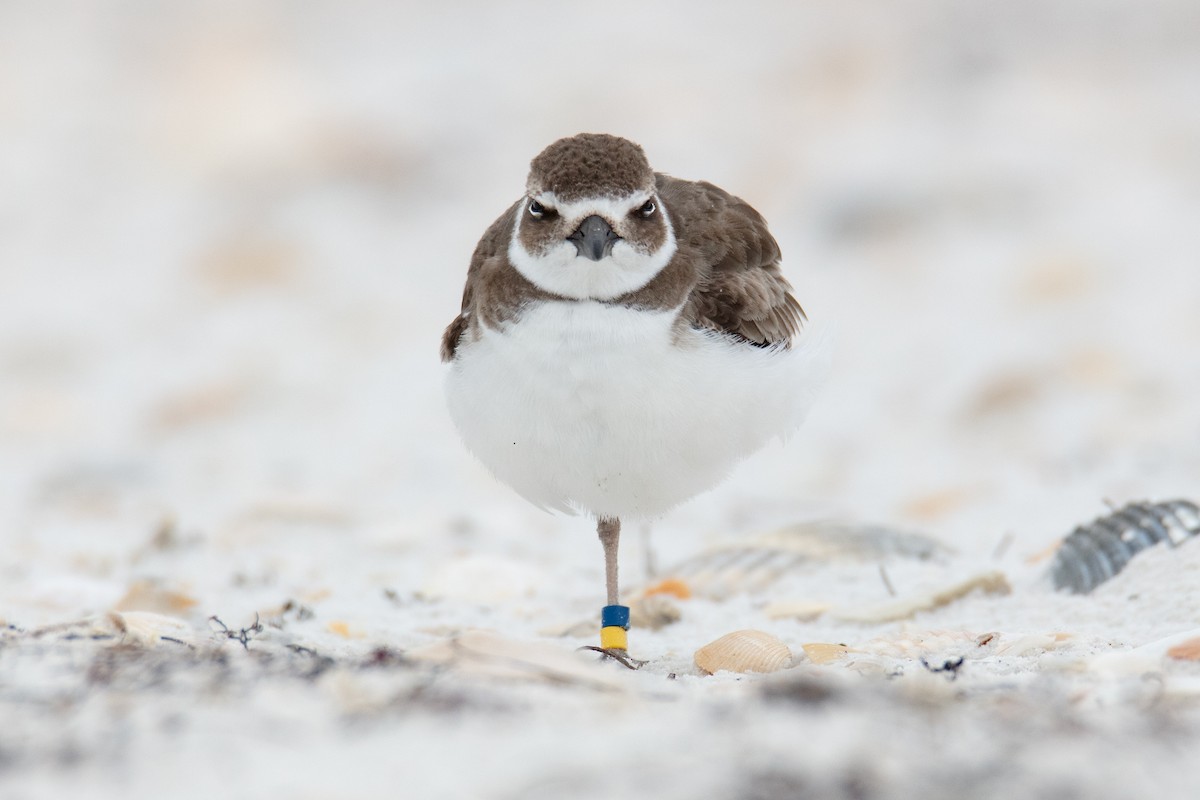 Wilson's Plover - John Lindsey