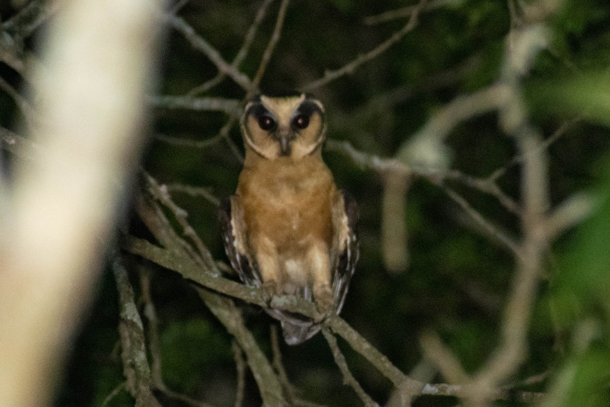 Buff-fronted Owl - ML516159981