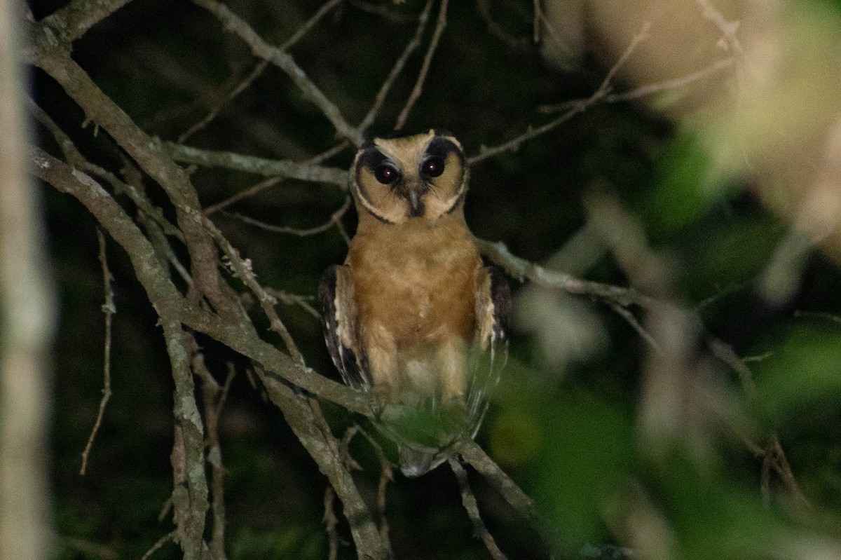 Buff-fronted Owl - ML516159991