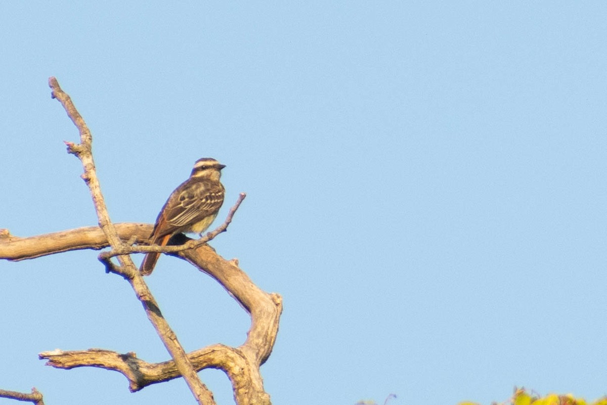 Variegated Flycatcher - Leandro Bareiro Guiñazú