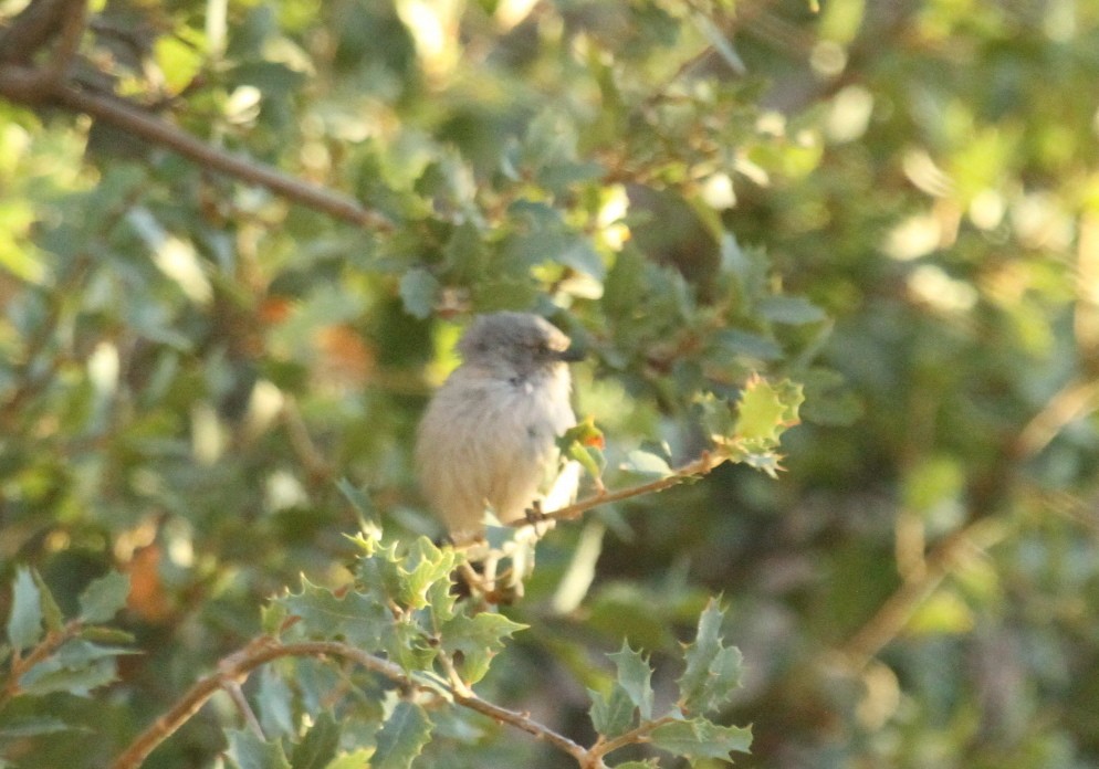 Orite buissonnière (plumbeus) - ML516161351