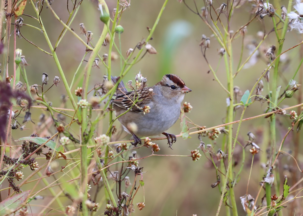 White-crowned Sparrow - Jim Miles