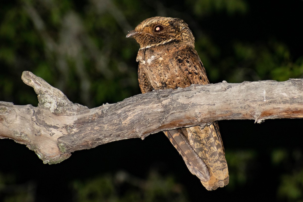 Rufous Nightjar - ML516162061