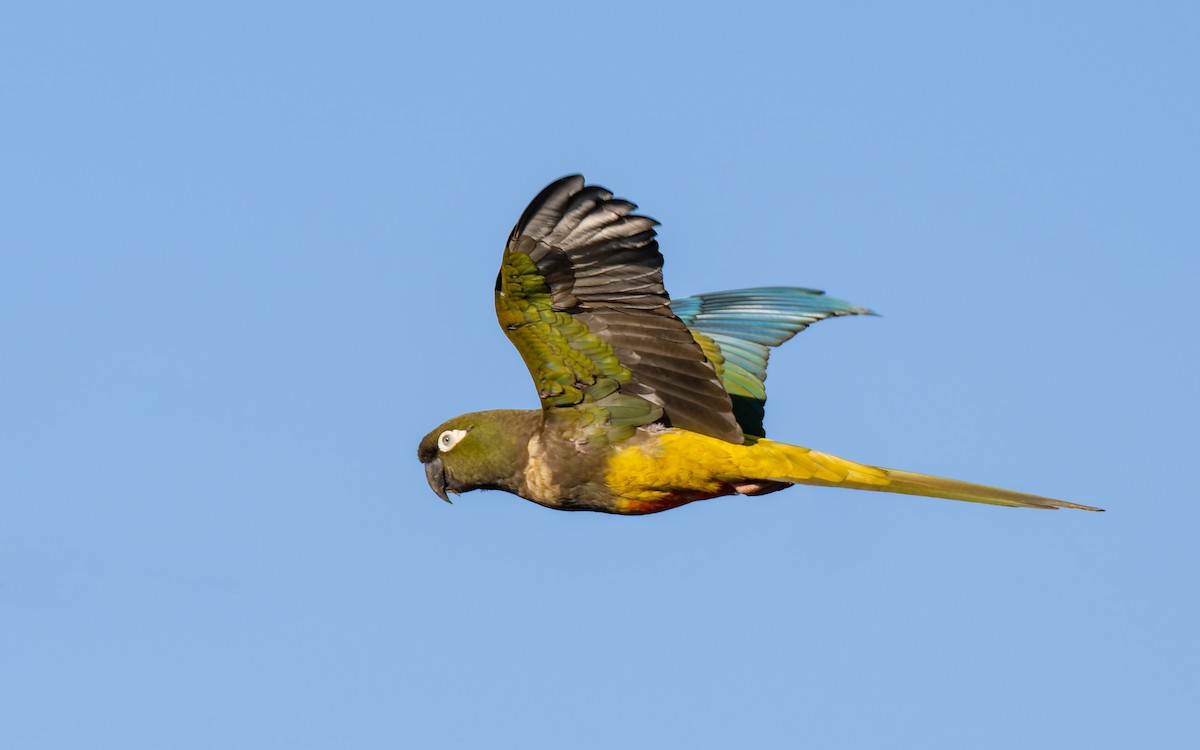 Burrowing Parakeet - ML516163351