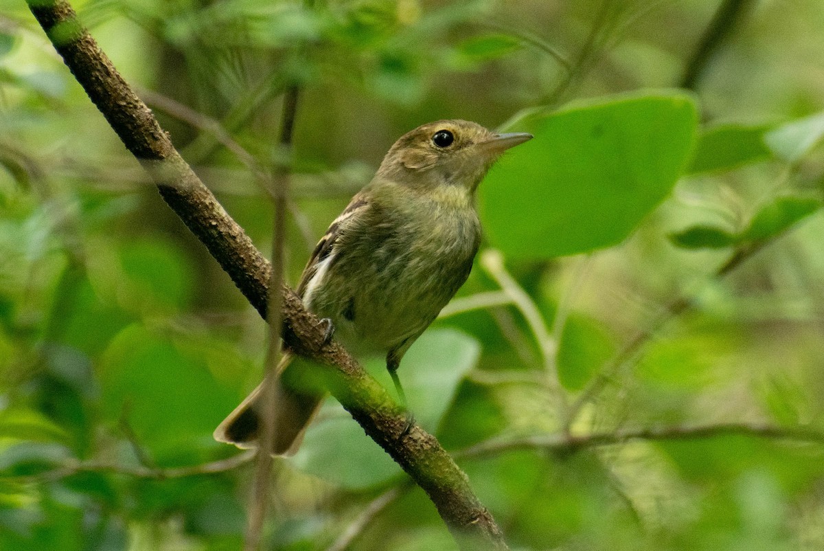 Euler's Flycatcher - ML516163561