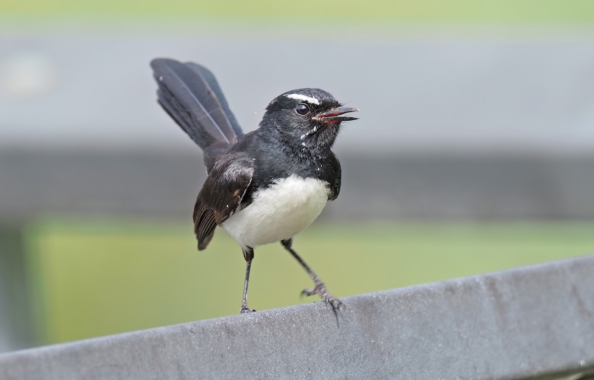 Willie-wagtail - ML516163811