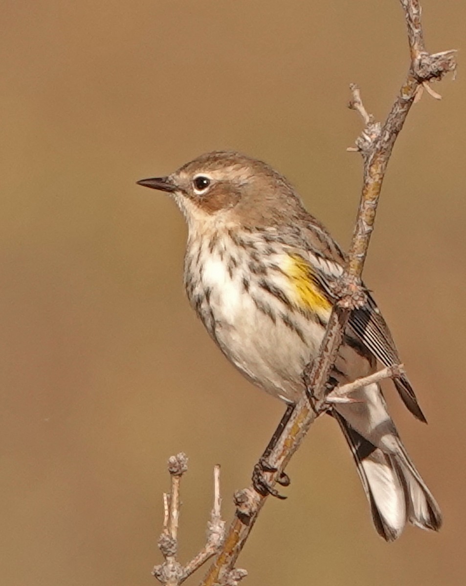 Yellow-rumped Warbler (Audubon's) - ML516164211