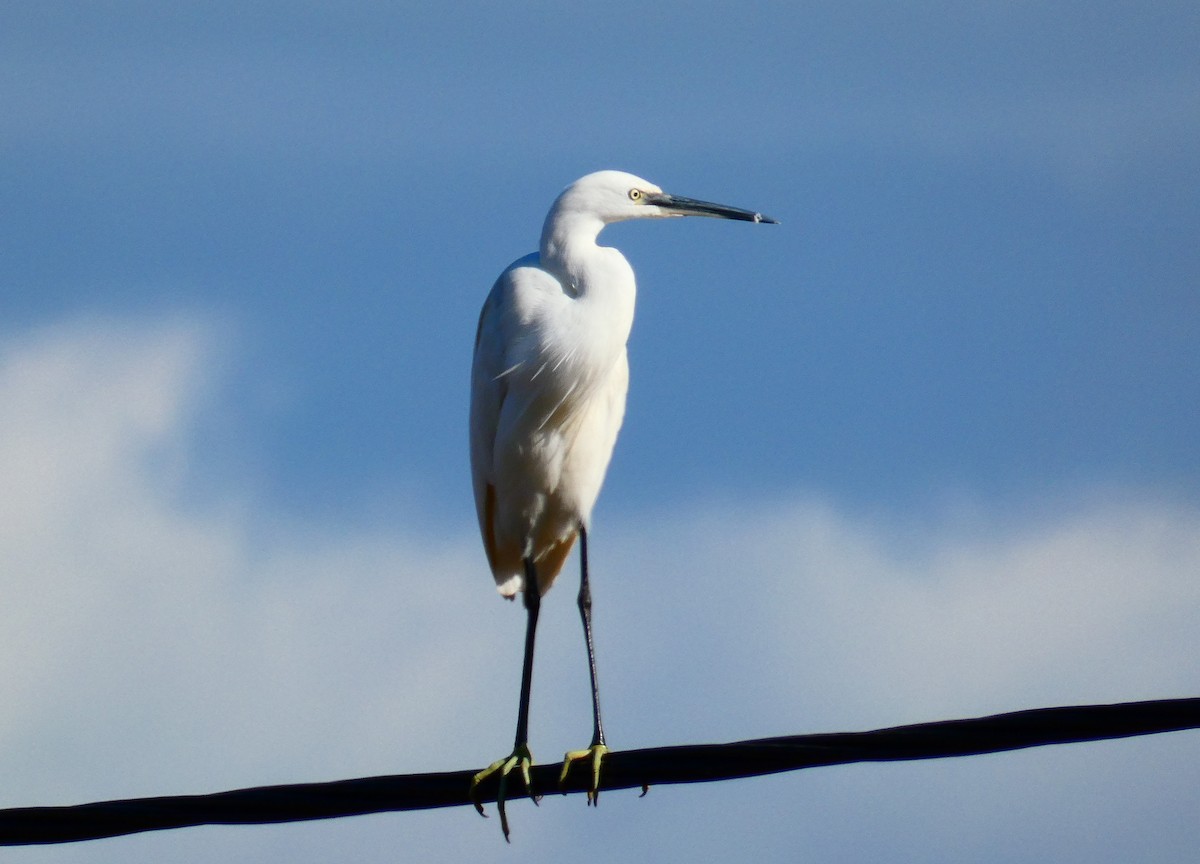 Little Egret - ML516165111