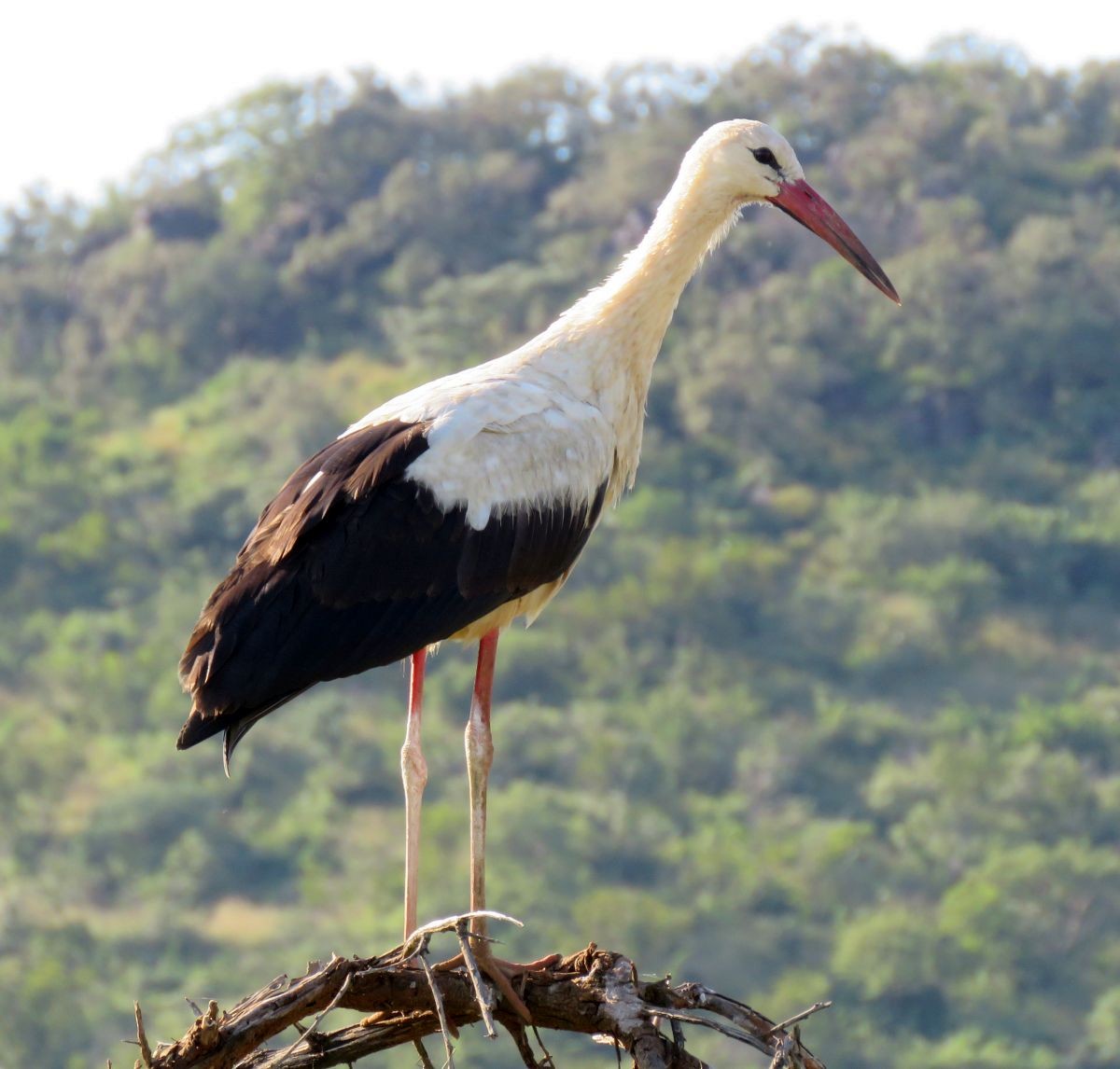 White Stork - ML51616661