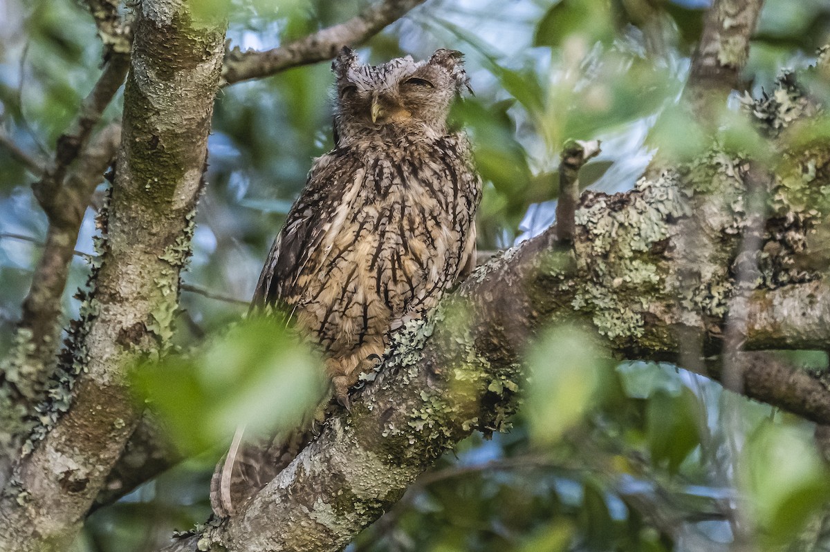 Tropical Screech-Owl - ML516167511