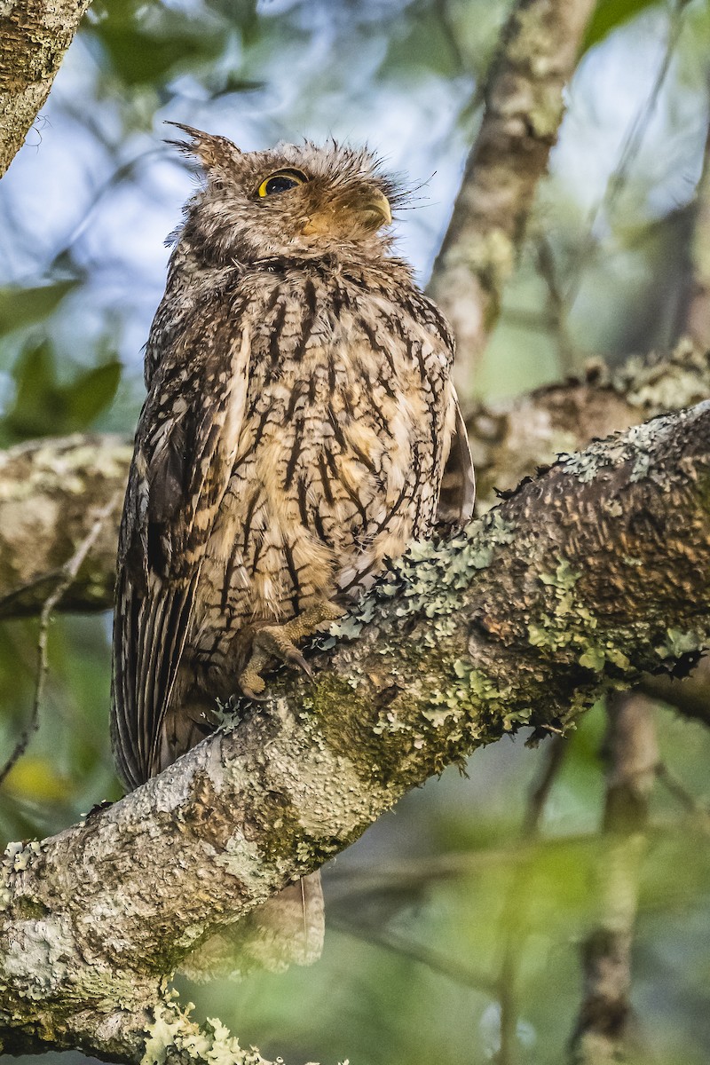 Tropical Screech-Owl - ML516167591