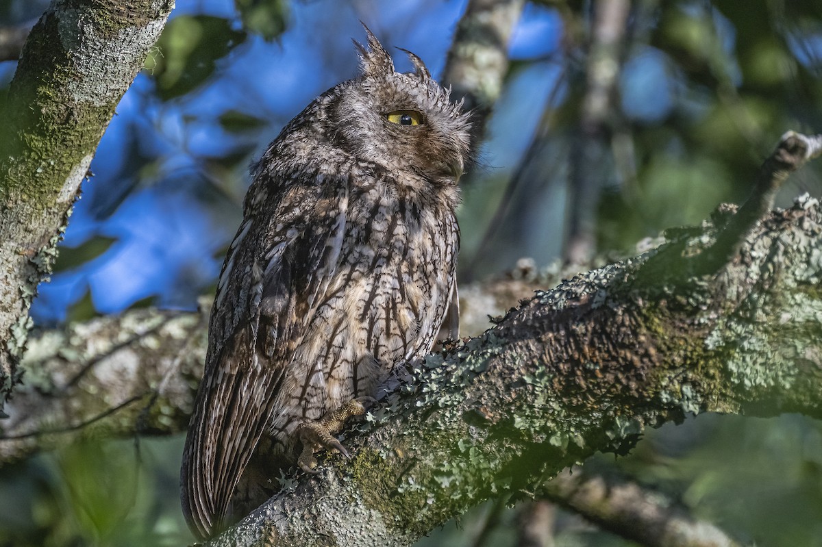 Tropical Screech-Owl - ML516168451