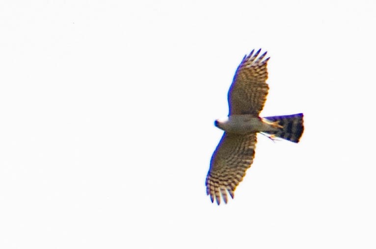 Sharp-shinned Hawk - Leandro Bareiro Guiñazú