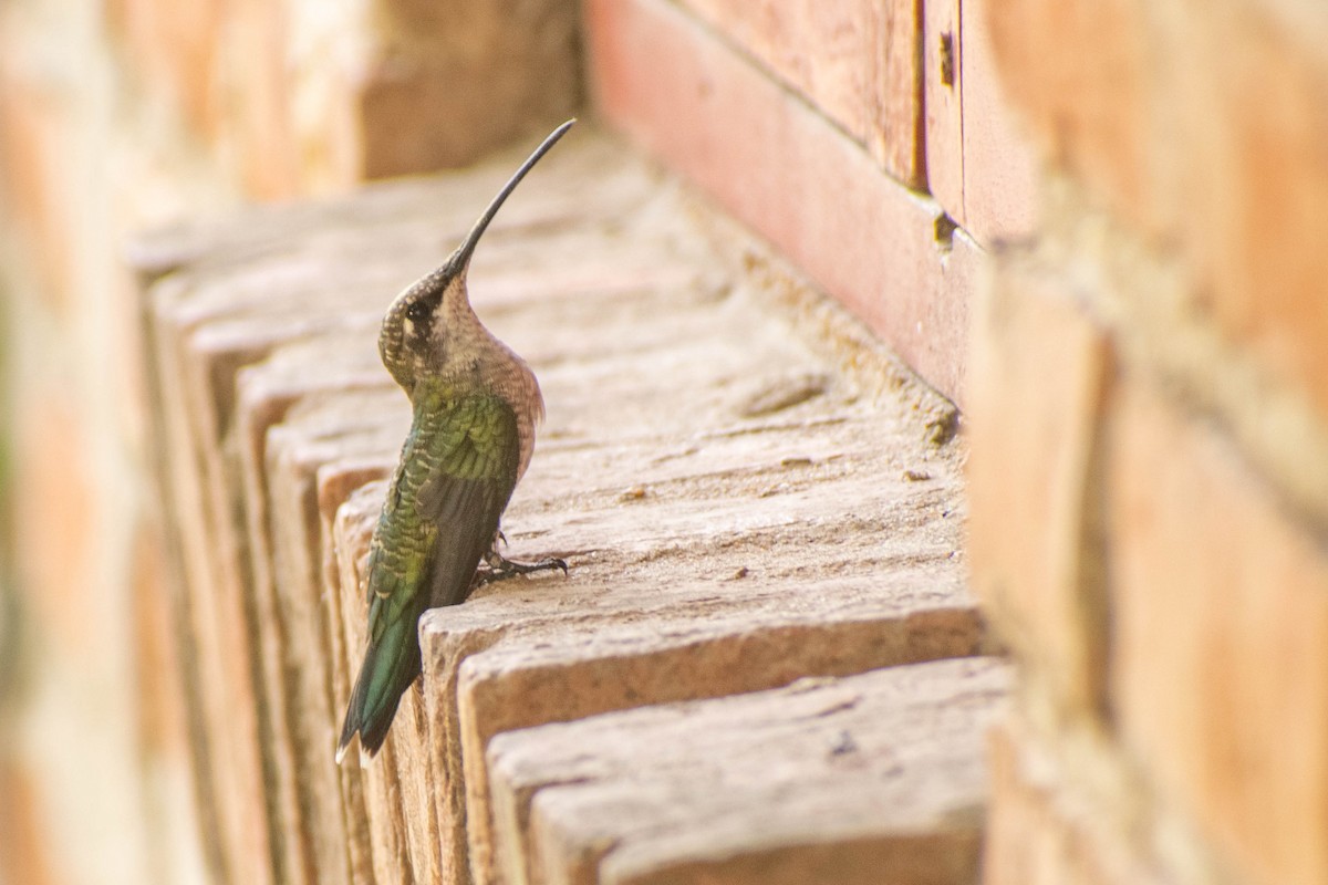 Colibrí de Barbijo - ML516169211