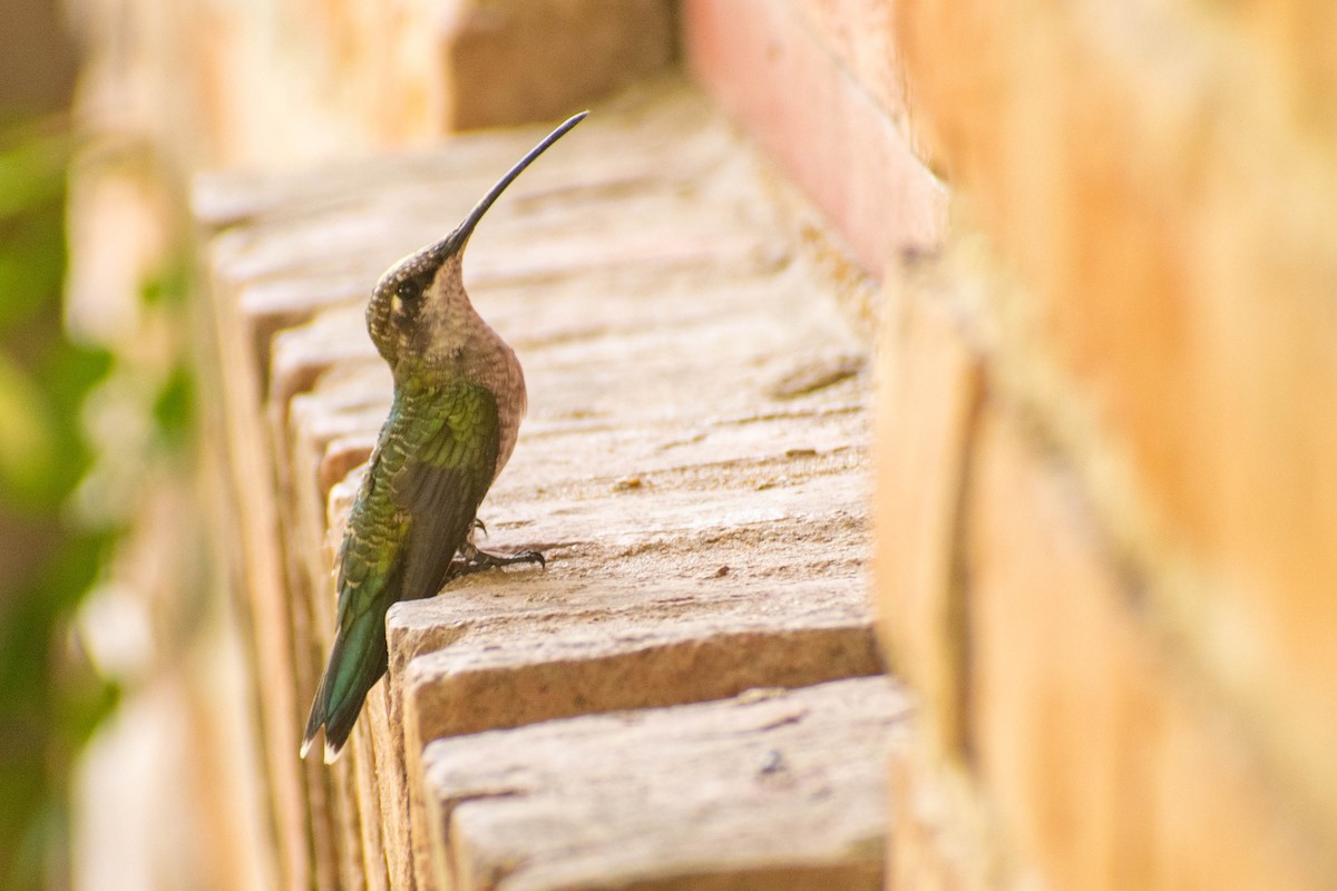 Blue-tufted Starthroat - Leandro Bareiro Guiñazú