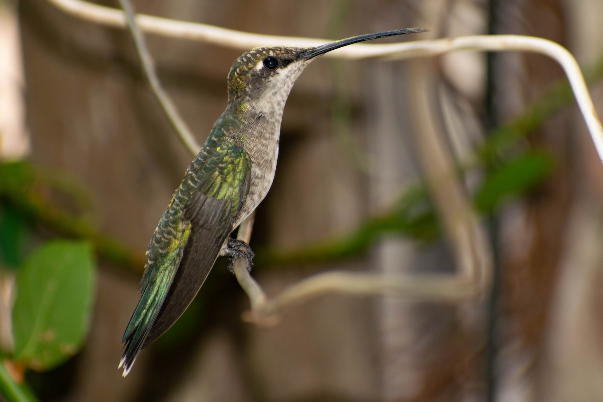kolibřík cerradový - ML516169241
