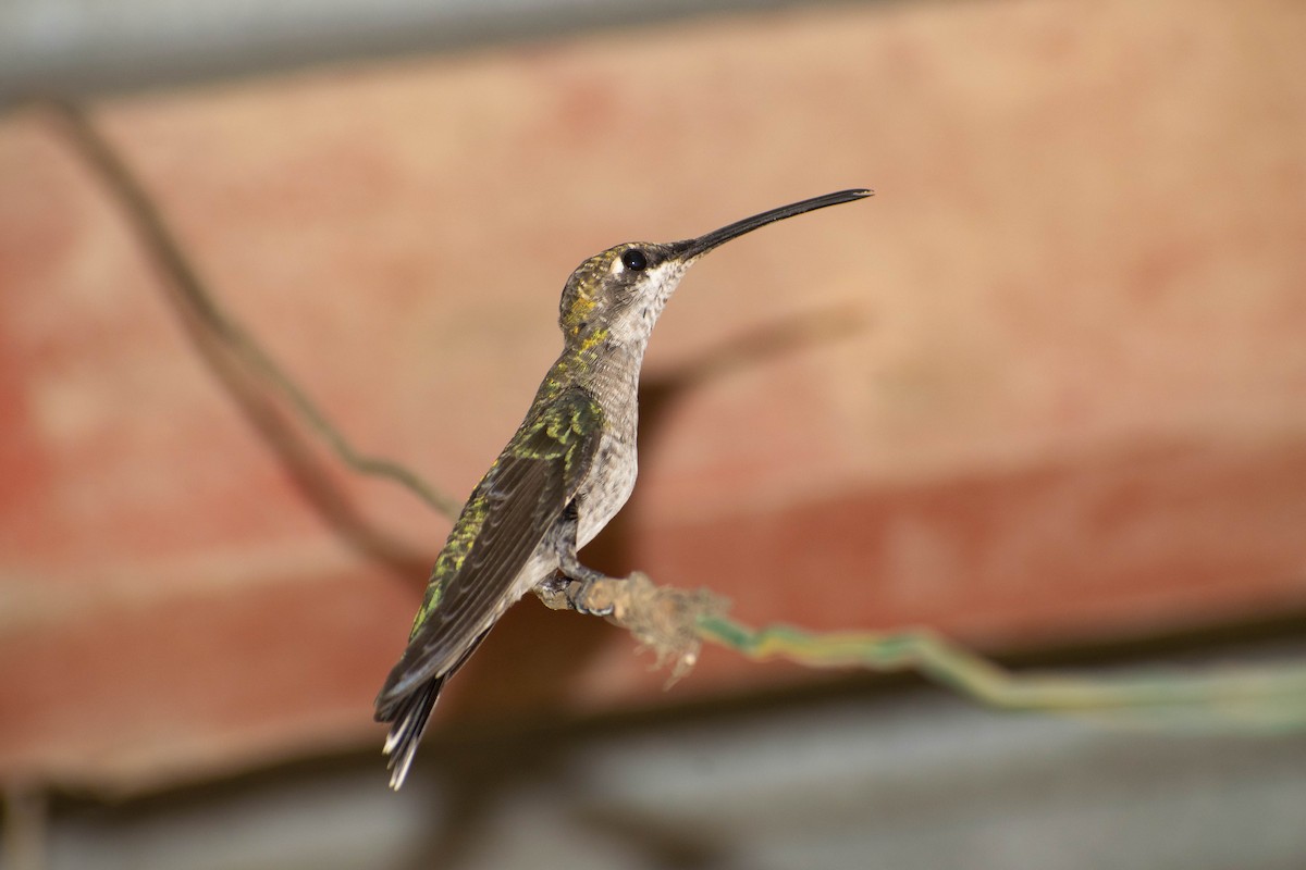 Blue-tufted Starthroat - Leandro Bareiro Guiñazú