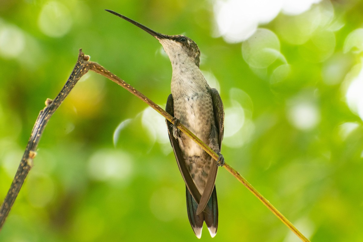 Blue-tufted Starthroat - Leandro Bareiro Guiñazú