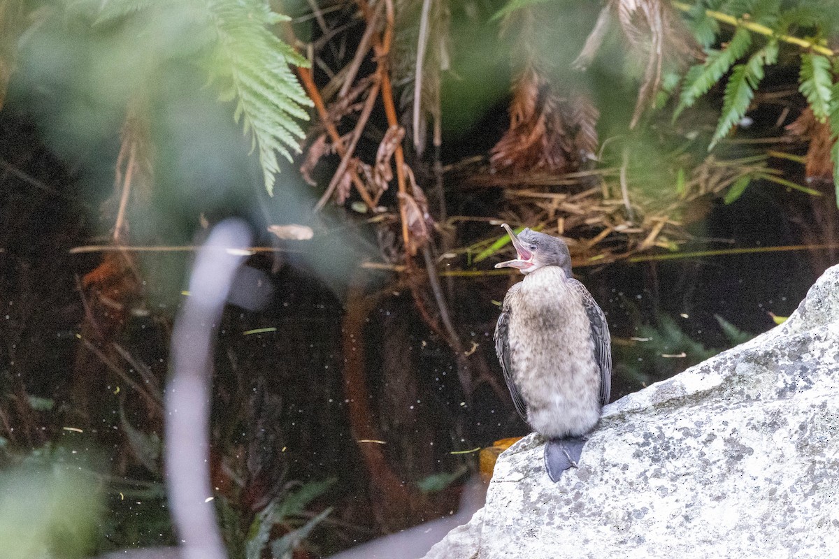 Long-tailed Cormorant - Eric Gustafson