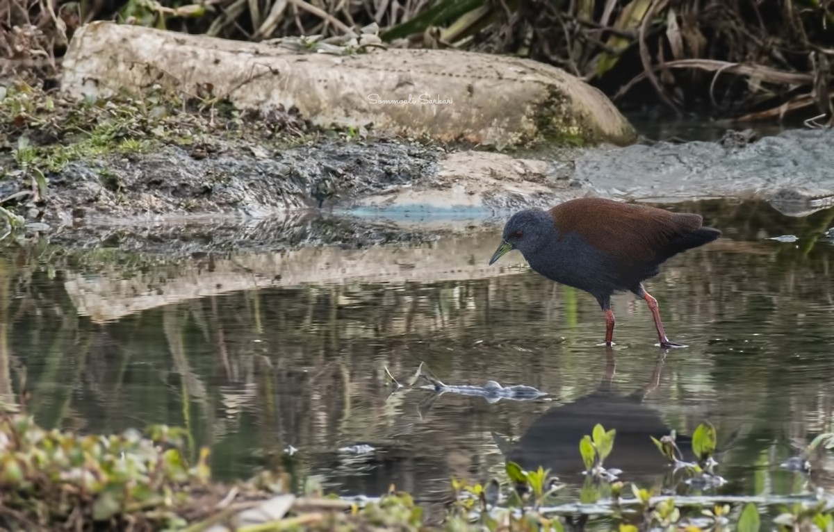 Black-tailed Crake - ML516170121