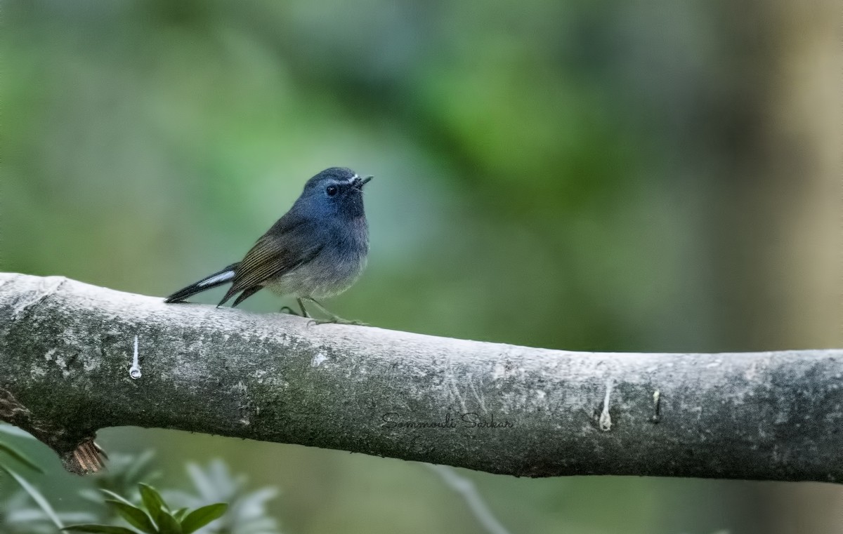 Rufous-gorgeted Flycatcher - ML516170431