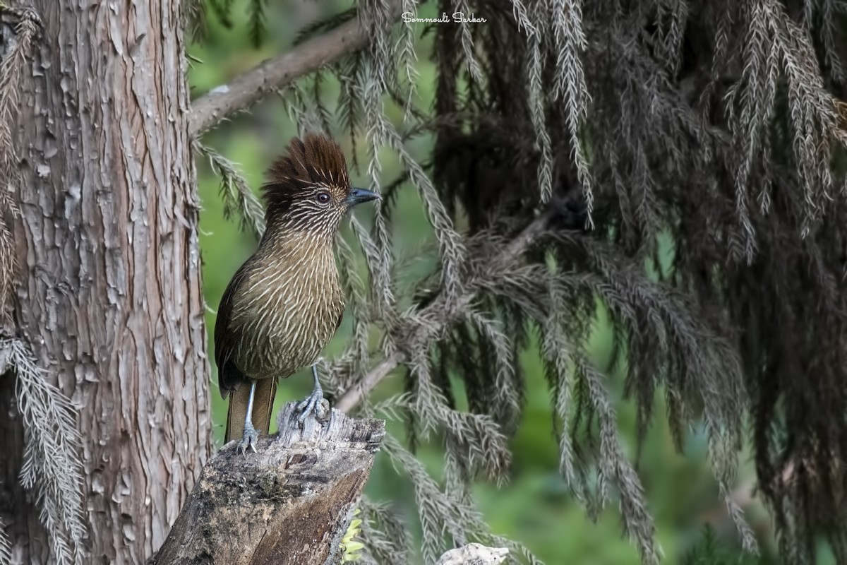 Striated Laughingthrush - ML516170581