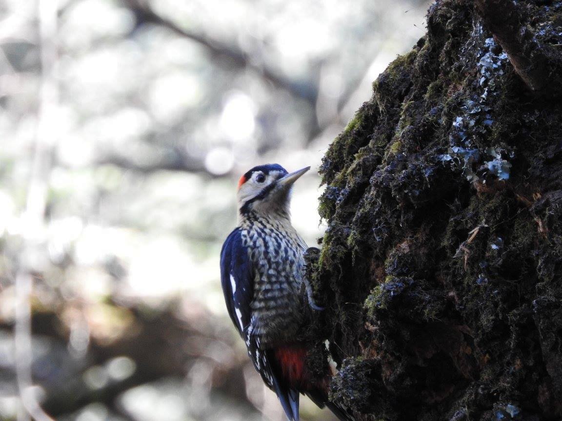 Darjeeling Woodpecker - ML51617221