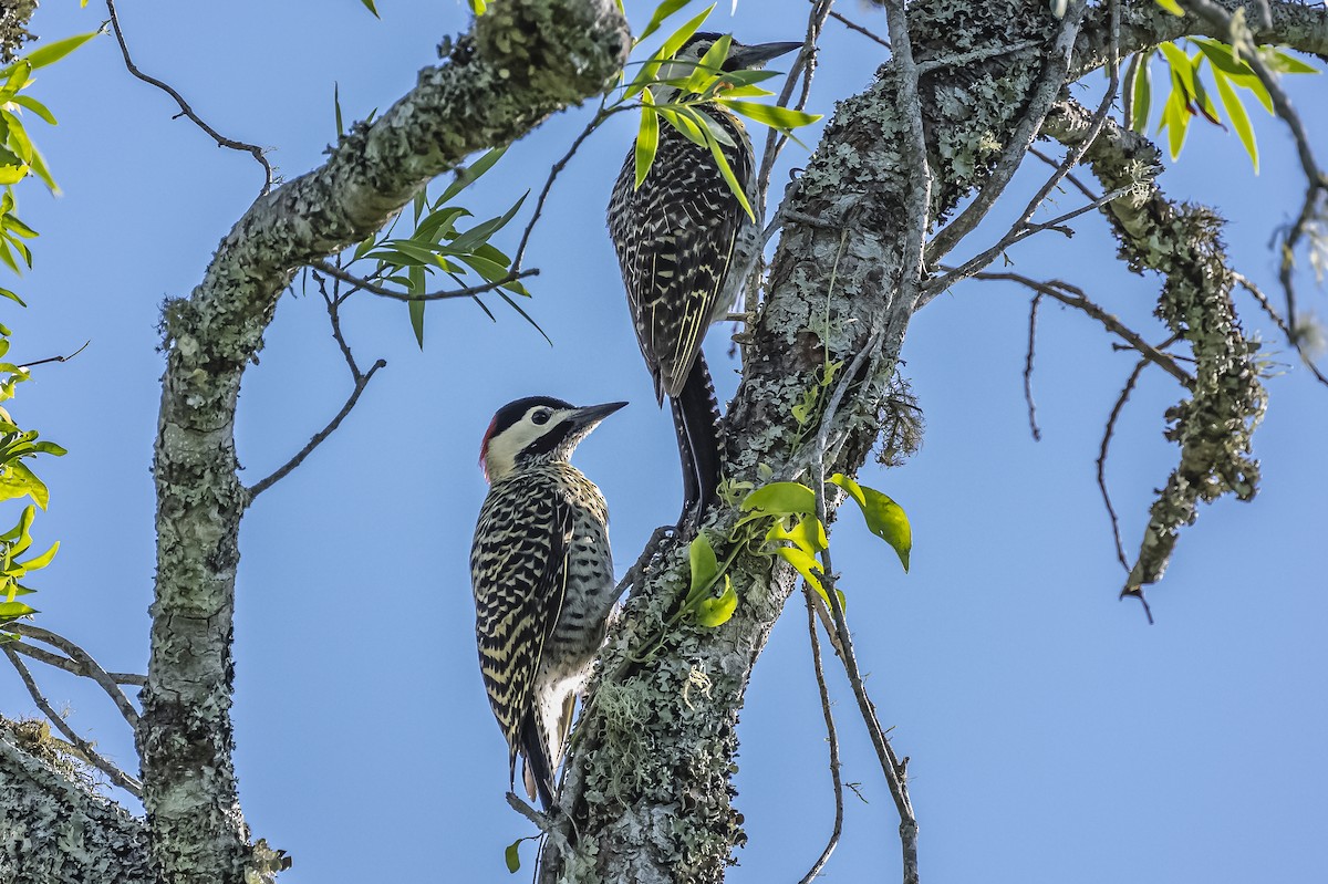 Green-barred Woodpecker - Amed Hernández