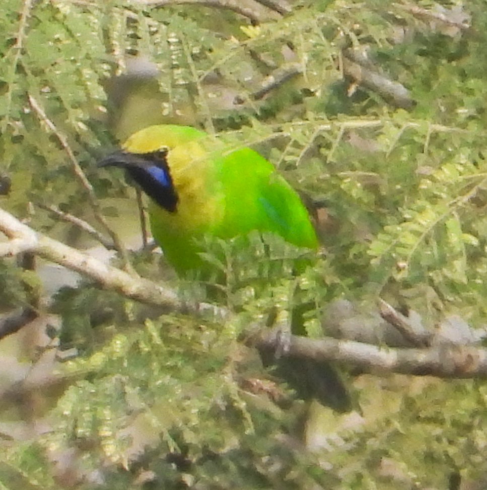 Jerdon's Leafbird - ML516173471