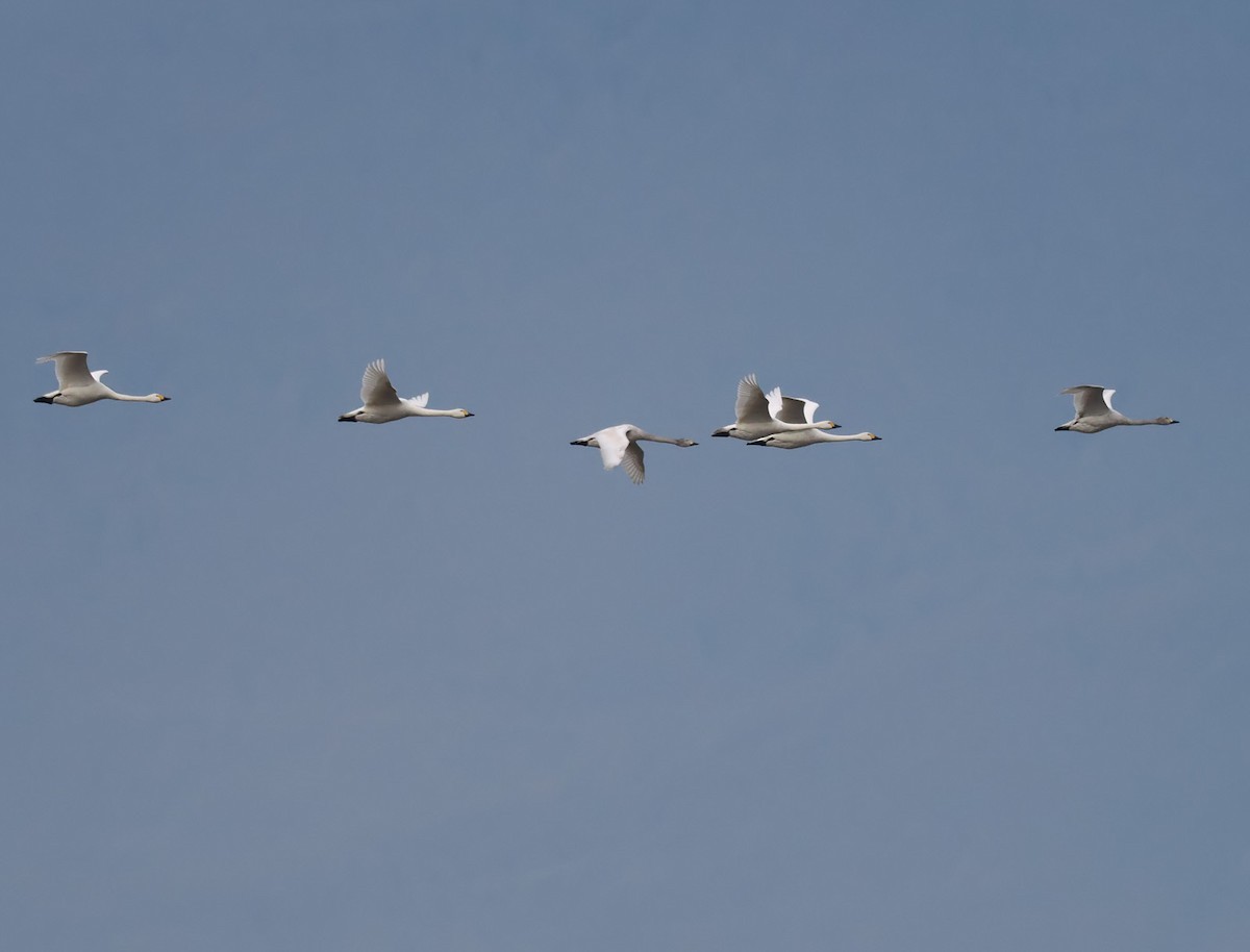 Tundra Swan - ML516174391