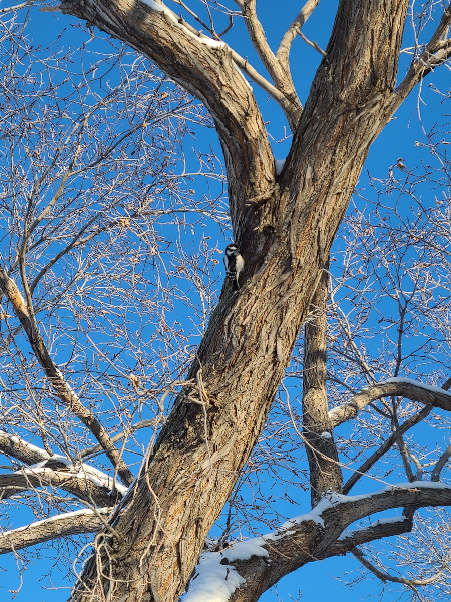 Downy Woodpecker - ML516174811