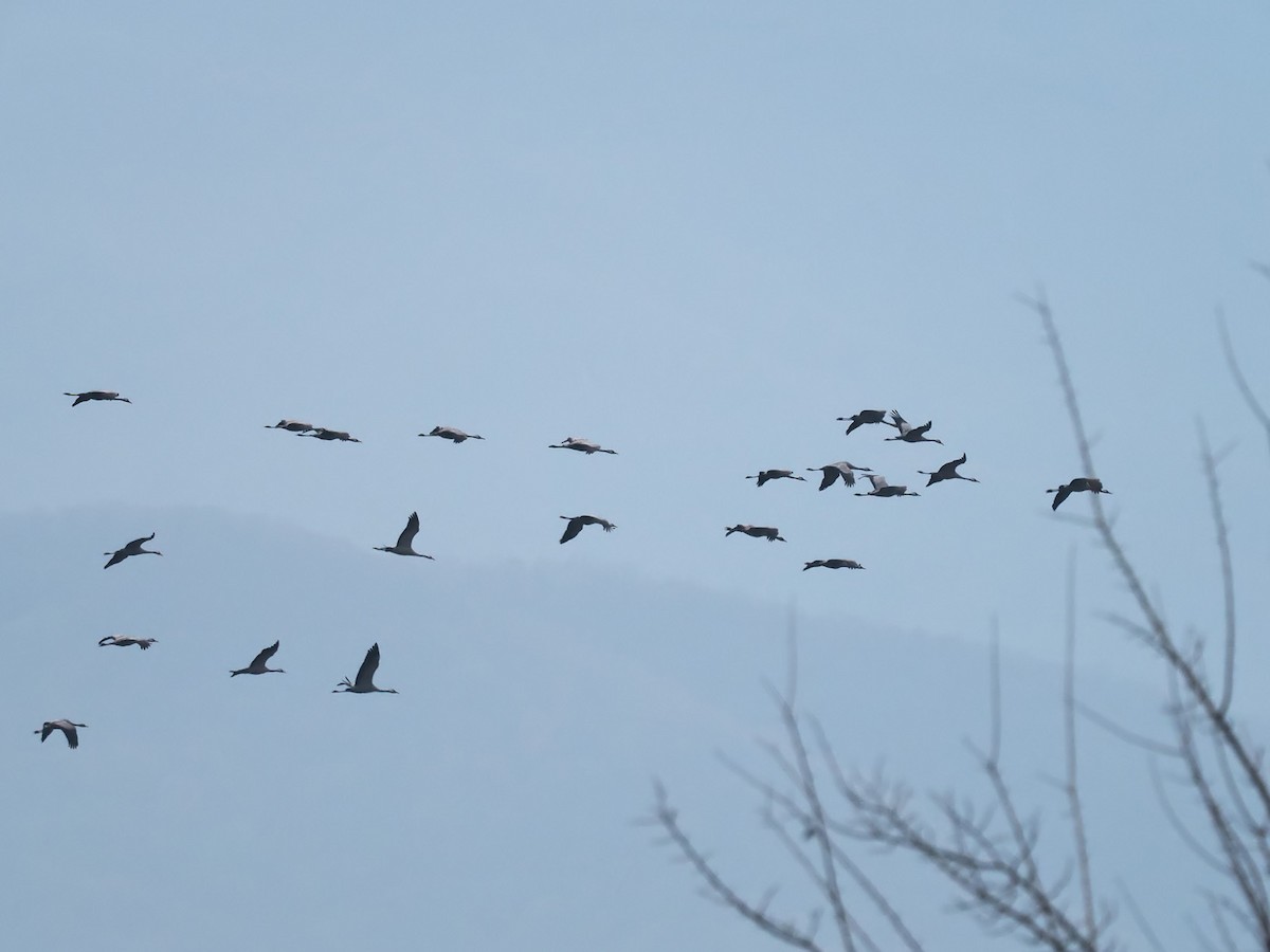 Common Crane - ML516174821